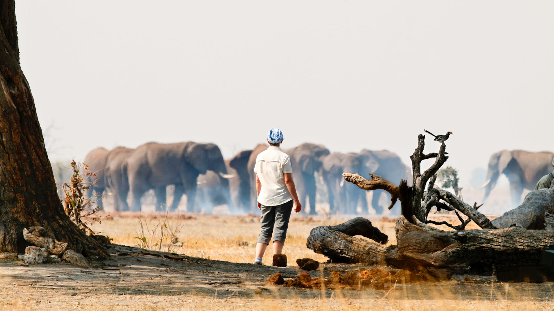 Camping-Safari im wilden Botswana